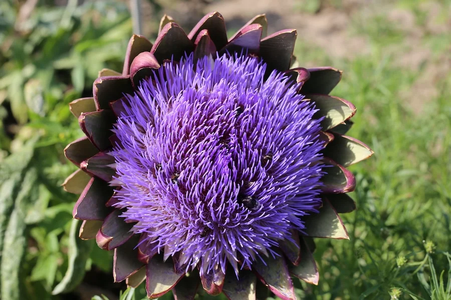 Große Violette Blume Der Artischockenpflanze