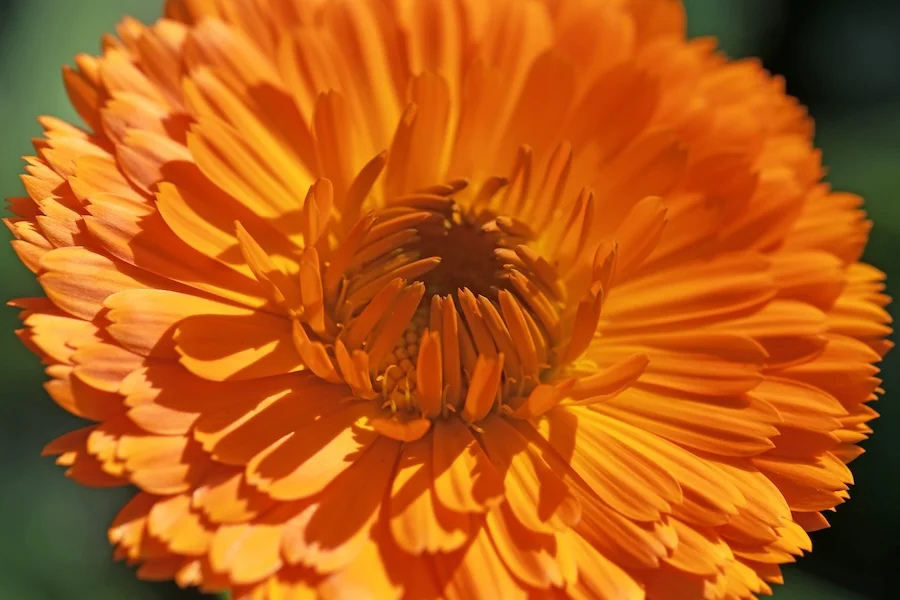 Orange Calendula Officinalis Blüte