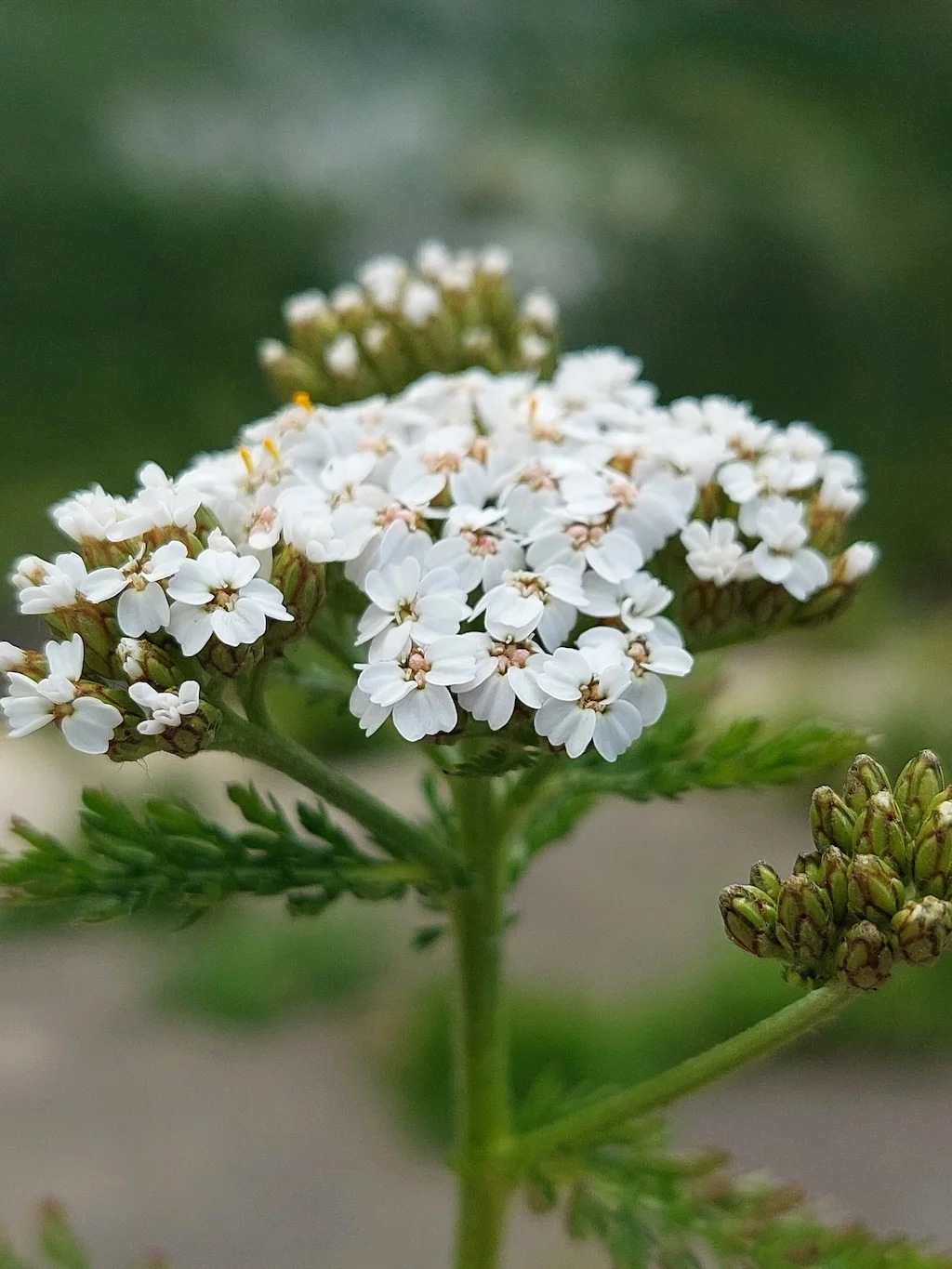 Blüten der Heringshaipflanze